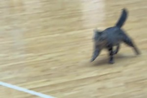 名场面！哈基咪误入赛场下快攻网友质疑CBA安保暴力驱赶！